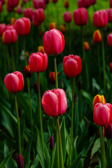 Red tulip in spring garden