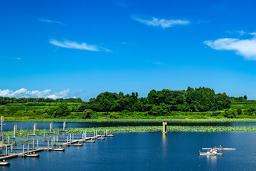 Obraz premium ハスの花と宮城長沼漕艇場で練習する一流アスリート