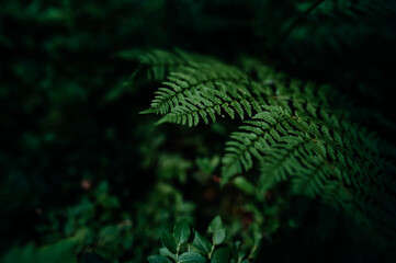 Green fern leaf macro on dark tone nature background