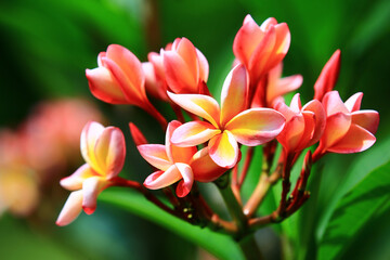 blooming colorful Frangipani flowers,close-up of red with yellow Frangipani flowers blooming in the garden in summer 