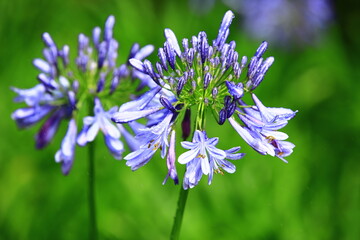 blooming Lily of the Nile(African Lily) flowers with raindrops,close-up of blue lily flowers blooming in the garden at a rainy day  