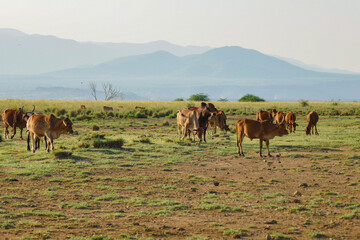 Fototapeta premium Masai cattle grazing along the shores of Lake Natron in Tanzania