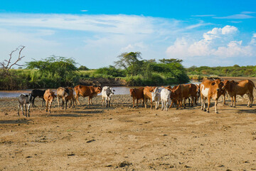 Fototapeta na wymiar Masai cattle grazing along the shores of Lake Natron in Tanzania