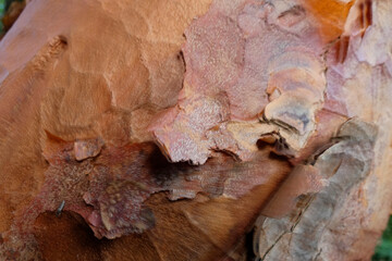 bark of a gumbo-limbo tree