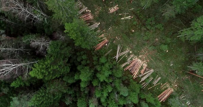 Flight over wood harvester cutting down trees in Estonian boreal forest