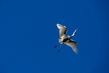 Great White Egret (Ardea alba)