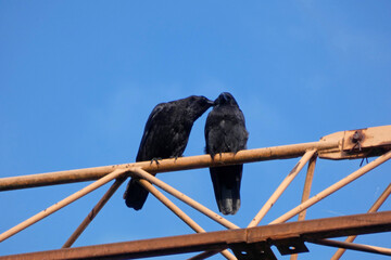 black birds communicating