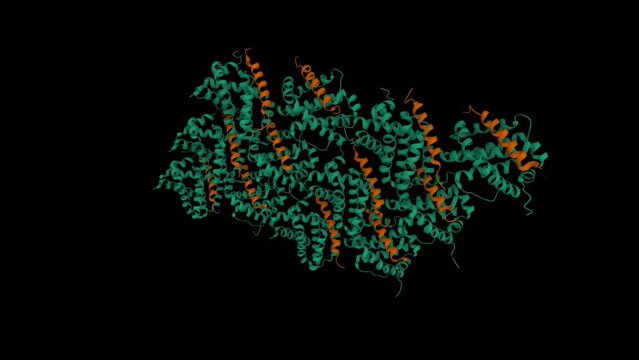 Induced myeloid leukemia cell differentiation protein Mcl-1 (green) complexed with Mule (brown). Animated 3D cartoon and Gaussian surface models, PDB 5c6h, black background.