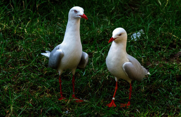 Pacific Gull (Larus dominicanus)