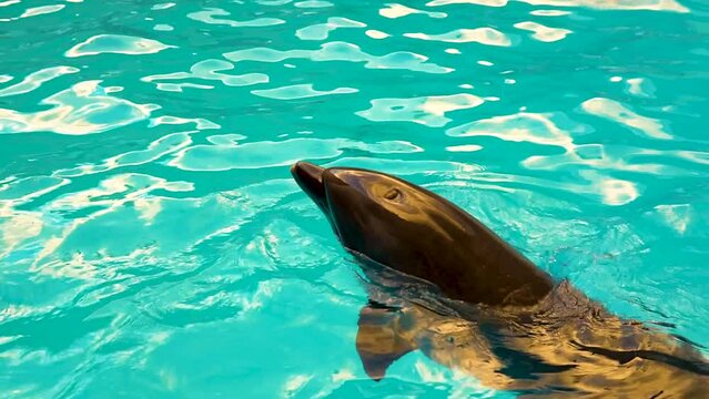 Dolphins swim in the pool beautiful water animal show, underwater summer marine play funny, flipper Ater tail aptivity, cute smile