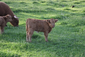 Young Calf