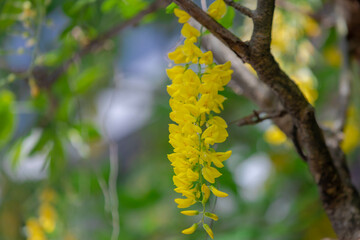 Selective focus of blossoms Laburnum anagyroides (Golden chain or Golden rain) is a species in the subfamily Faboideae, Yellow flowers swag down on the tree with green leaves, Nature floral background