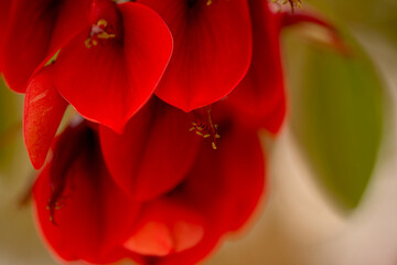 Deep red exotic flowers of Erythrina crista-galli, cockspur coral tree natural macro floral...
