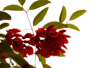 Deep red exotic flowers of Erythrina crista-galli, cockspur coral tree natural macro floral...