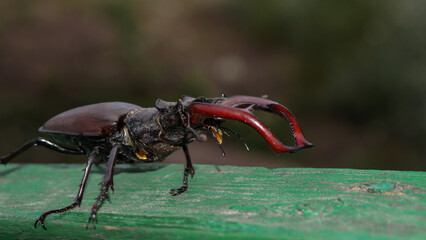 Big black beetle on the leaf
