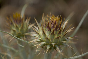 Naklejka na ściany i meble Flora of Gran Canaria - Cynara cardunculus, wild artichoke, natural macro floral background