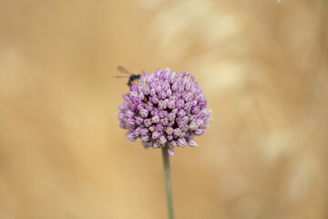 Flora of Gran Canaria -  Allium ampeloprasum, wild leek natural macro floral background