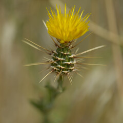 Flora of Gran Canaria -  yellow Centaurea melitensis, Maltese star-thistle natural macro floral background
