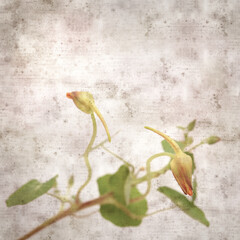 square stylish old textured paper background with Tropaeolum majus, the garden nasturtium