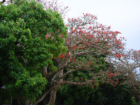 デイゴの花 の画像 415 件の Stock 写真 ベクターおよびビデオ Adobe Stock