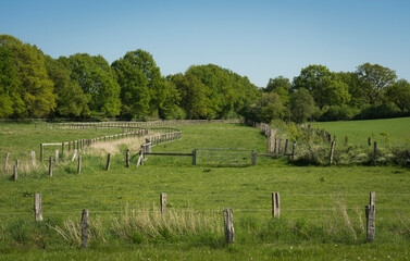 Fototapeta na wymiar rural meadow in summer