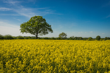 Fototapeta na wymiar view over a springtime rapeseed field