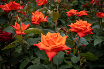 Orange Roses