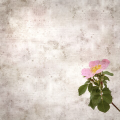 square stylish old textured paper background with pink flowers of Rosa canina, dog rose