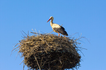 stork sitting on a nest against a background of blue sky