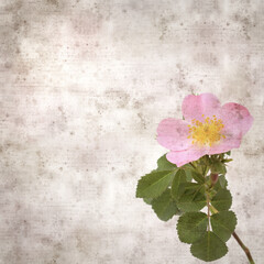 square stylish old textured paper background with pink flowers of Rosa canina, dog rose