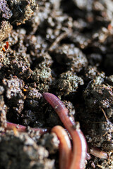 Greenhouse macro black earthworm.Eisenia fetida garden compost and plant waste recycling worms as fertile soil amendments and fertilizers.