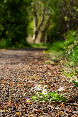Chamomile growing on a foot path in a park. Selective focus. Grow and beauty in nature concept. Selective focus.