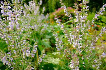 clary sage plant in garden in summer
