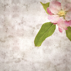 Fototapeta premium square stylish old textured paper background with apple blossoms 