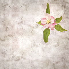 square stylish old textured paper background with apple blossoms 