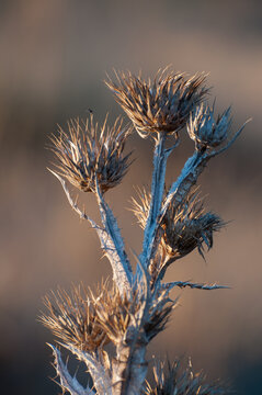 Dried cotton thistle by the sunset light