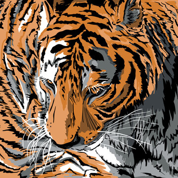 Tiger portrait animal. Natural orange color. Vector illustration.