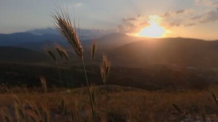 Sunset on a hill. Natural summer landscape