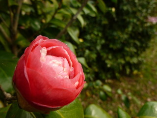 pink rose bud in sunlight