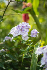 The Phlox paniculata in the garden.