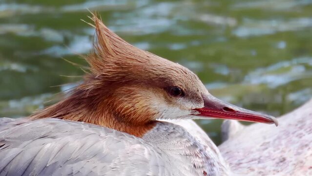A close up of a resting common merganser on a log a the river at the Calgary bird sanctuary.