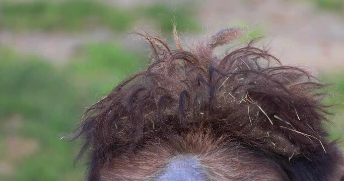 A close up panning of a Bactrian camel face. 
