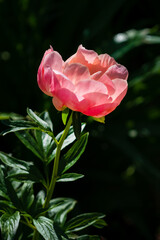 peonies in the garden, summer time