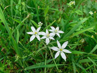 White flowers known as Grass lily and Sleepydick. Close up white spring flowers.