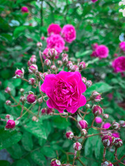Rose bush with bright purple flowers. Blooming roses and rose hips in a garden.