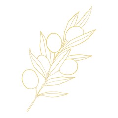 Gold line art of olives branch