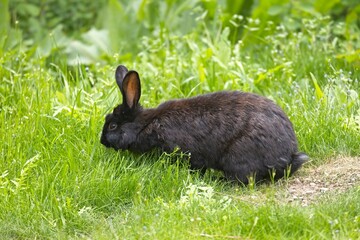 Cute black rabbit eating leaves in a park.