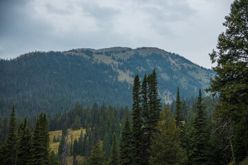 mountain trees with overcast skies