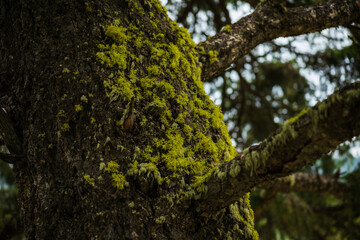 Obraz premium fuzzy green moss on old tree