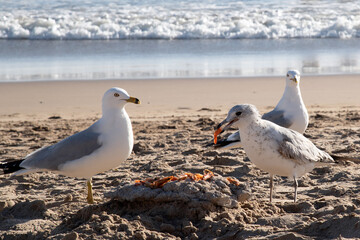 Fototapeta premium gaviotas comiendo 